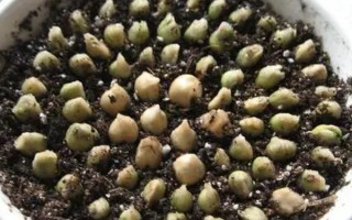 金桔的栽培種植技術(shù)，栽種金桔需要肥沃松軟的土壤