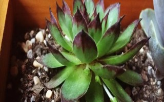 觀音蓮側(cè)芽的種植方法，截取后晾干并涂抹生根粉、再固定至土壤中