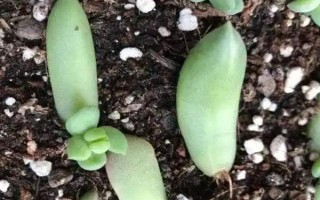 多肉的花劍怎么扦插，把花劍剪下來晾干傷口再插入土壤中