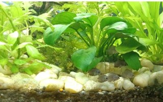 七彩神仙魚小魚的養(yǎng)殖方法，剛出生的前幾天不需要喂食