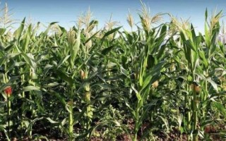 博信212玉米種簡(jiǎn)介，夏播生育期106天