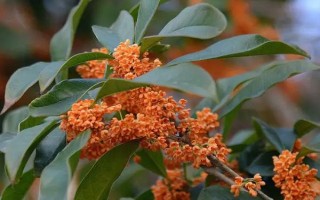 桂花有哪幾種顏色，有金黃色、黃白色、橙紅色和白色
