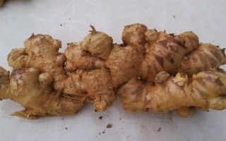 黃姜的價格，12元左右一斤