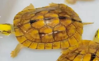 金錢龜苗怎么養(yǎng)殖，定時(shí)定量投喂飼料