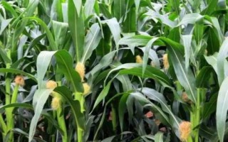 安農(nóng)683玉米種子特征特性，普通夏玉米品種