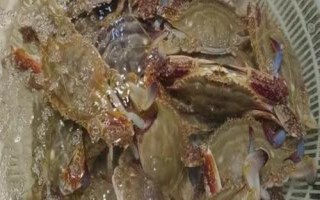 梭子蟹怎樣挑選，可以看腿腳的狀態(tài)和透光面積