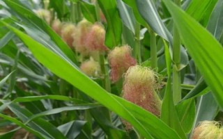 渝開2號玉米品種簡介，生育期136.8天