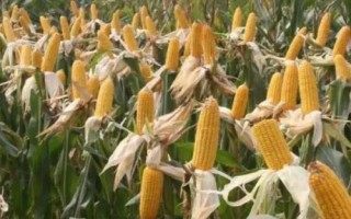 易歐得398玉米品種的特性，4月下旬至5月上旬播種