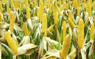 贏美981玉米種子特征特性，密度4000株/畝左右