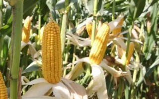 陜單606玉米種子簡(jiǎn)介，春播出苗至成熟126天左右