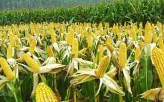 德美亞1號(hào)玉米種子特征特性，春播平均生育期166.5天