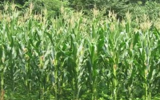 益機(jī)收1號(hào)玉米品種簡(jiǎn)介，生育期107天左右
