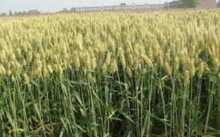 鑫麥296小麥種子特征特性，每畝基本苗15～18萬