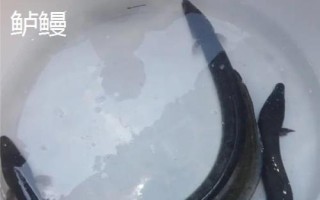 黑鰻魚和黃鰻魚的區(qū)別，顏色存在明顯差異