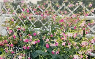 花煙草的花期，在每年的4-10月份的時候開花
