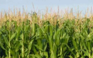 恒豐728玉米品種的特性，適應區(qū)4月下旬至5月上旬播種