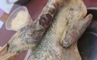 怎么正確的殺鴨子，鴨毛需燙透后才好拔毛