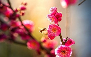 梅花的開(kāi)放時(shí)間，通常為1-3月份