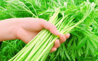 藜蒿能保存多長(zhǎng)時(shí)間，保存期大概在3-7天