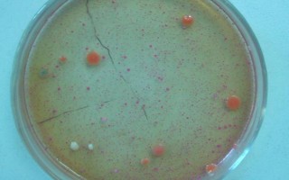 紅薯秧如何做青儲(chǔ)飼料，紅薯秧一定要粉碎處理