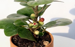 小盼菩提與菩提樹有什么區(qū)別，前者葉片寬大且表面光滑、后者葉片呈革質(zhì)