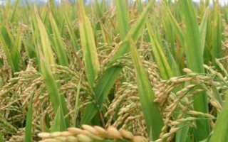 宇兩優(yōu)絲苗水稻品種的特性，秧田畝播種量8－10千克