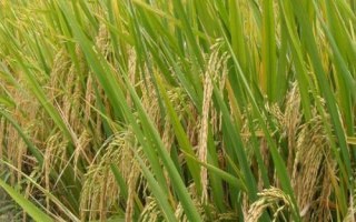 銀兩優(yōu)501水稻種子特點(diǎn)，秧田播種量每畝12.5千克