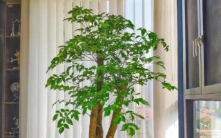幸福樹能不能過冬，需要將其移到室內(nèi)養(yǎng)護便可順利過冬