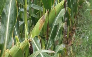 華良78玉米種簡(jiǎn)介，夏播生育期104天