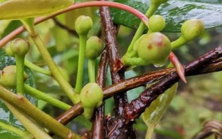 黑老虎的扦插育苗技術(shù)，最好在秋季可進行