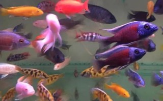 馬鯛魚好不好養(yǎng)，要求較高不易飼養(yǎng)