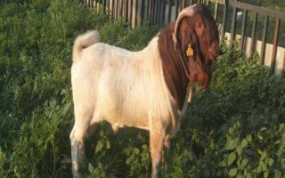 為何不能養(yǎng)波爾山羊，耐寒性差只能在高熱地帶飼養(yǎng)