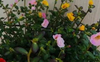 午時(shí)花是什么品種，屬于梧桐科一年生草本植物