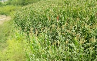 華興338玉米種子介紹，4月下旬至5月上旬播種