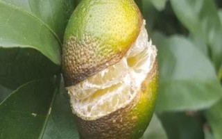 砂糖橘開裂的原因，久旱突降大雨會導(dǎo)致果實(shí)大量開裂