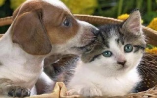 犬貓喉炎的主要表現(xiàn)，以劇烈咳嗽、喉部腫脹等為主要特征