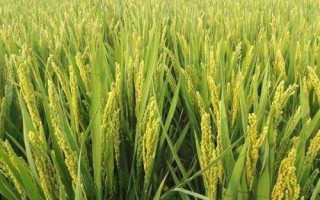 綏原1號水稻品種的特性，香稻品種