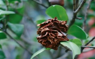 茶花的花苞干枯的原因，可能是環(huán)境不適宜或花苞缺水等