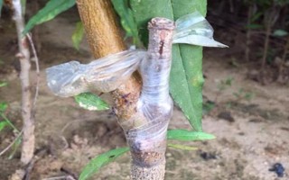 油桃是由什么嫁接的，用純正的桃樹枝條做接穗嫁接而成的