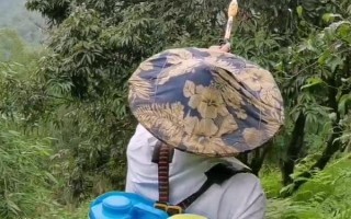 對(duì)果樹(shù)使用農(nóng)藥的原則，選擇正確的藥物才能起到防效