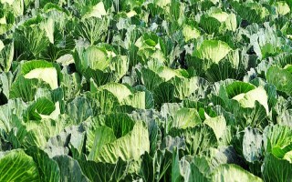 種植包菜的成本與利潤，一畝地需投入2000元左右