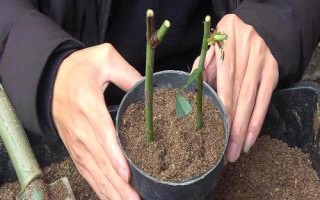 月季花的扦插時(shí)間，嫩枝扦插在每年的4-5月或9-10月