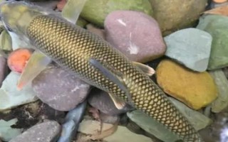 多鱗白甲魚(yú)的生活環(huán)境，喜歡生活在砂石底質(zhì)的高山溪流中
