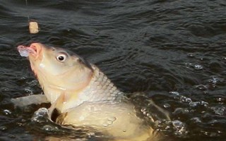 六月份能釣鯉魚，六月份的垂釣效果比較好