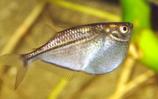 銀燕子燈魚好不好養(yǎng)，飼養(yǎng)難度比較低