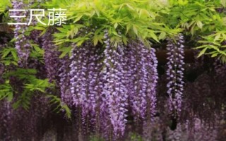 紫藤花的品種，常見(jiàn)種類為紫水晶瀑布