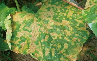 水果黃瓜的種植方法，定植5-7天后要澆緩苗水