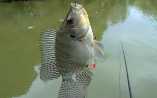羅非魚打窩用什么，食性因個體大小不同而不同
