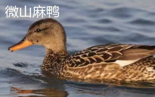 麻鴨和一般鴨子的區(qū)別，外觀特征不同