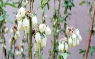 藍(lán)莓會(huì)不會(huì)開(kāi)黃花，通常不會(huì)開(kāi)出黃色花